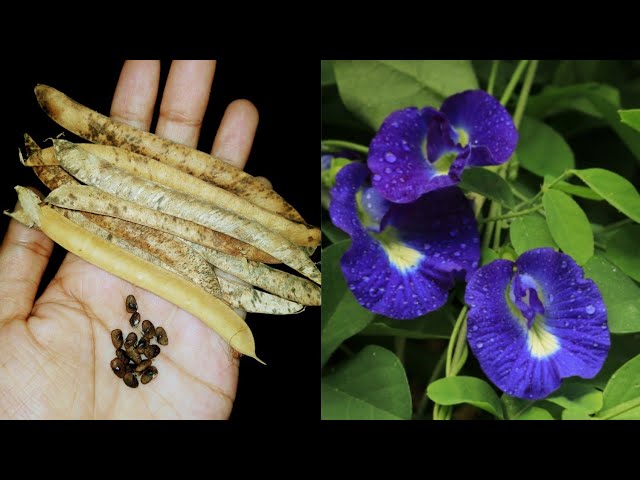 অপরাজিতা ফুলের বীজ থেকে চারা উৎপাদন | অপরাজিতা ফুল চাষ পদ্ধতি