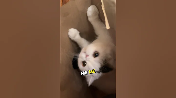 Video 4109621: exoticshorthair kittens, cat exoticshorthair, cats catlover kitten cute, cats kitten funny catlover, cat bag