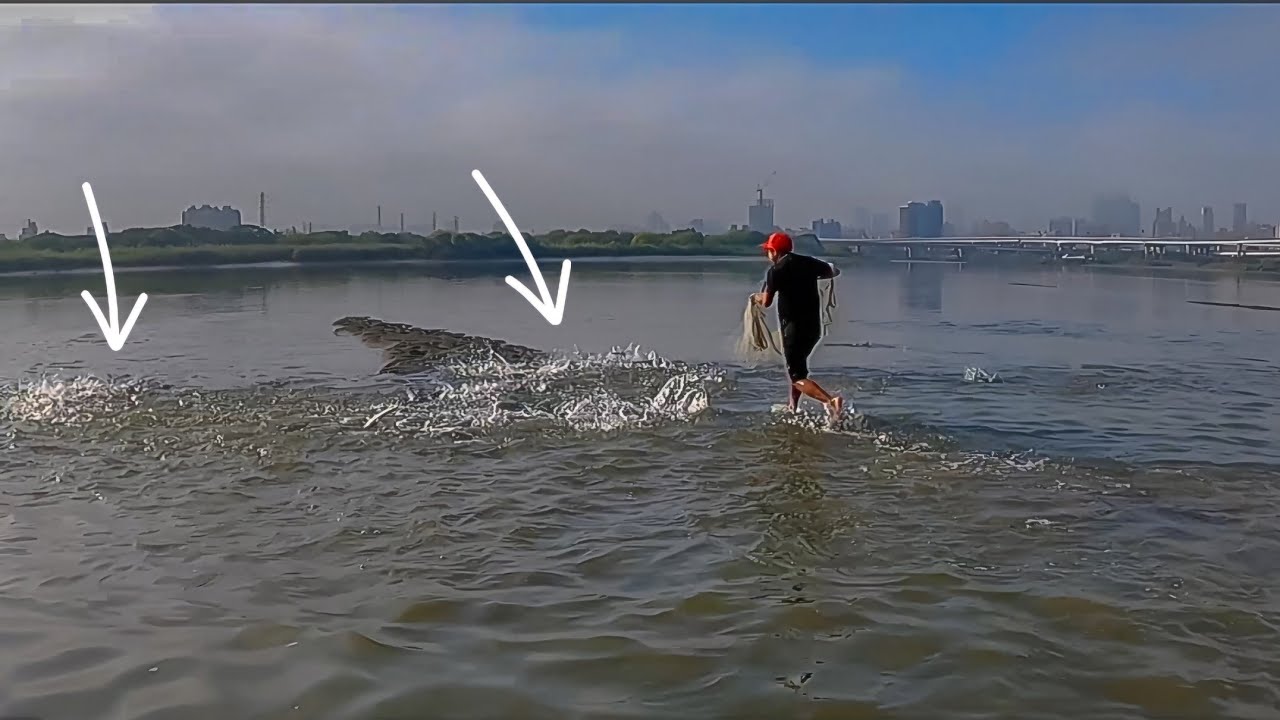 Merinding‼️ Jutaan ikan belanak pada di pinggir pasir Jala di muara