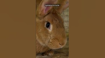 5 Must-Have Essentials for Every Rabbit Owner – Are You Missing Any? #shorts #shortsvideo