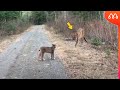 QUANDO O PUMA ENCONTRA O LINCE