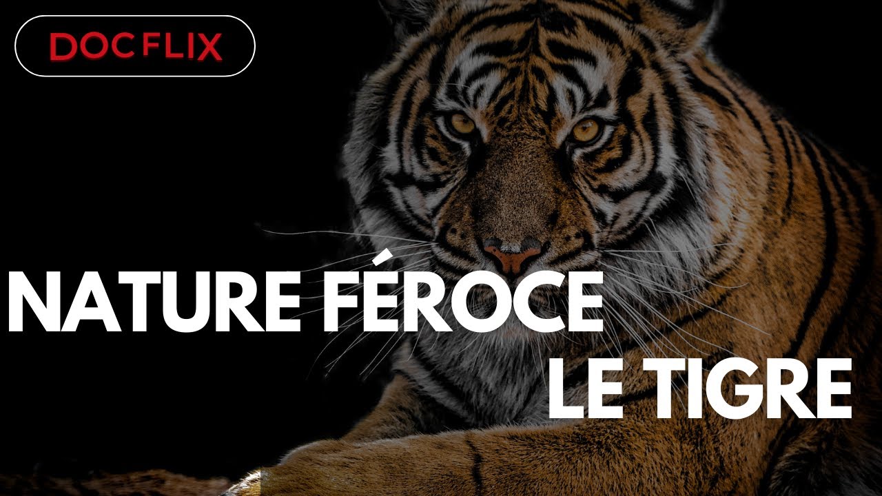 Nature Féroce, La Vengeance du Tigre - DOCFLIX - YouTube