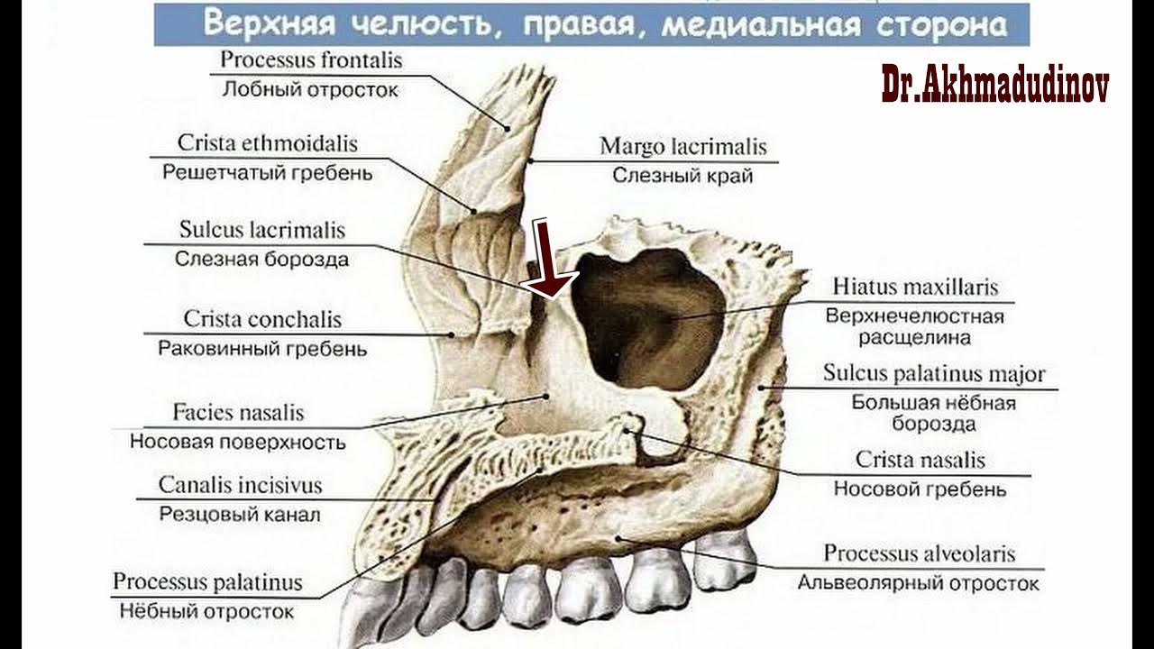 Клыковая ямка. Раковинный гребень верхней челюсти. Верхняя челюсть анатомия строение латынь. Верхняя челюсть анатомия на латыни. Слезная борозда анатомия верхняя челюсть.