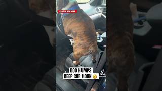 Dog Humps Beep Car Horn To the Beat #funny #dog #funnydog #funnyanimals #shorts