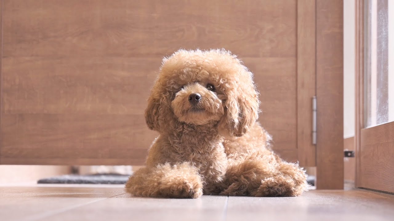 可愛いお尻でしょ トイプードル トリミング Youtube