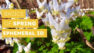 How To Identify Spring Ephemeral Wildflowers