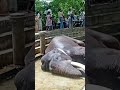 සැපට නිදන බුරුම කොල්ලා