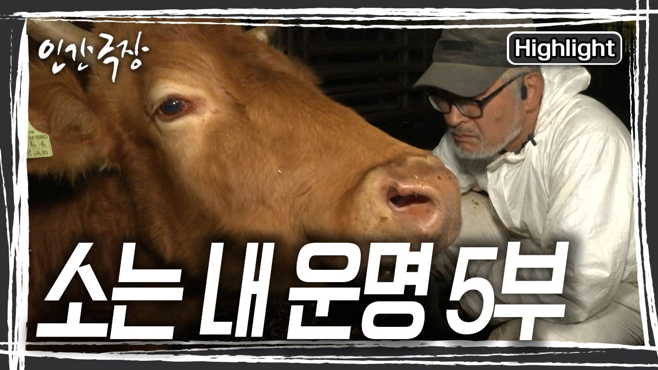 삼순이가 떠난 자리. 친구가 떠난것이 섭섭했는지 똑순이가 그 자리를 지킨다. [인간극장] KBS 260306 방송