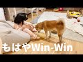 イタズラしたい柴犬とされたい娘のwinwinな関係