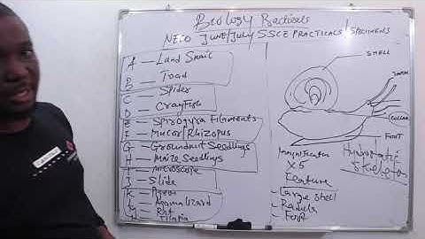 NECO 2023 Biology practical | SPECIMEN A, B AND C | unedited video