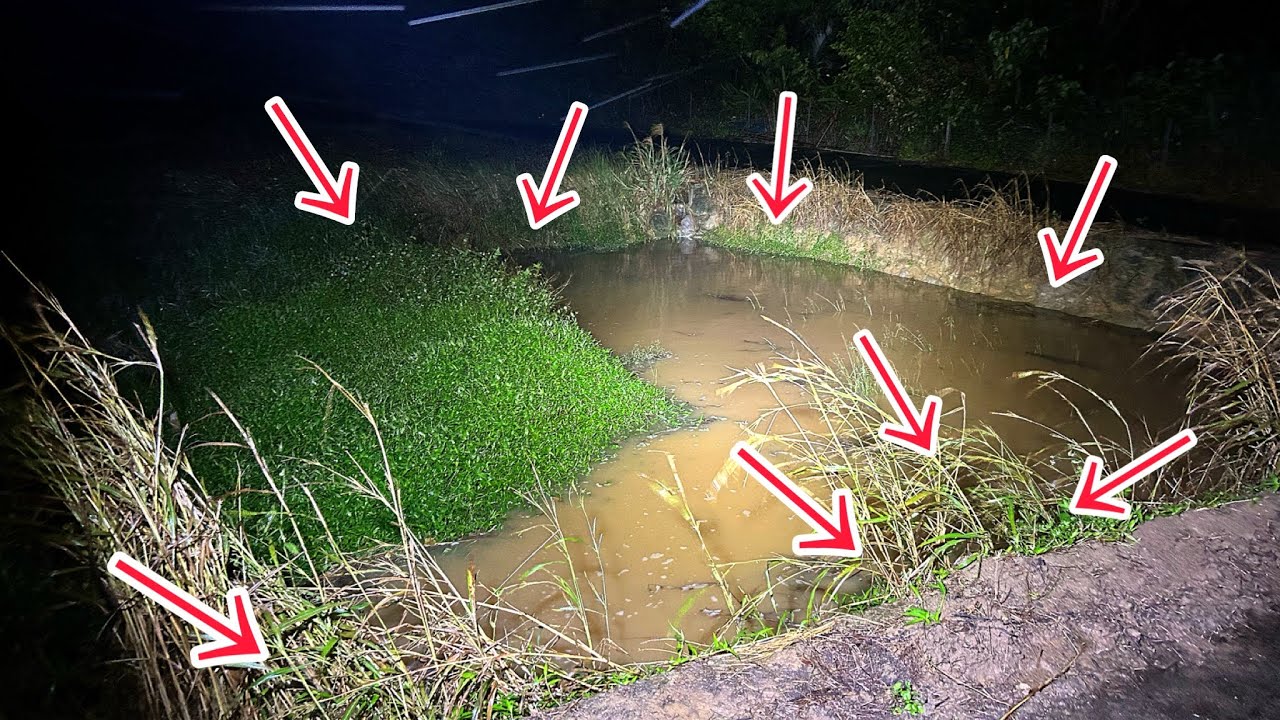 夜の池を訪れると大量の〇〇が現れていました