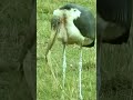 Marabou Stork Menyukai Kebakaran
