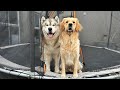 Husky V Golden Retriever Trampoline Battle! They Love It!!