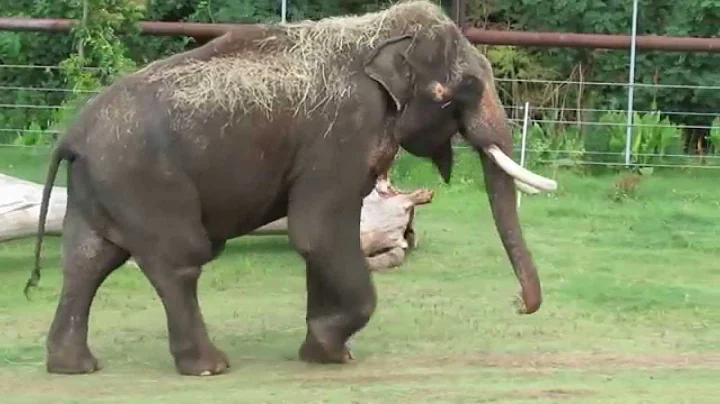 Elephant Scratches His Belly With His Penis
