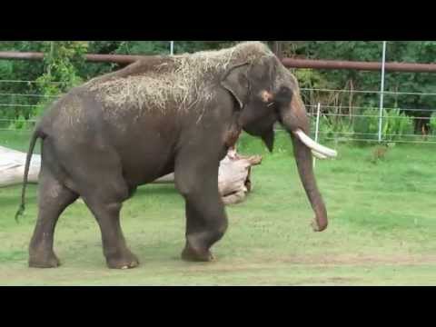 Elephant Cocks
