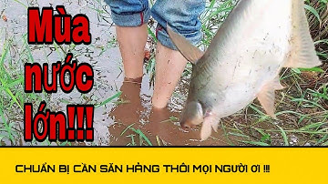 Câu Cá Tra Sông May Mắn Lên Hàng 🎣 Cá Đang Về / river fishing || Cúc Nguyễn Official