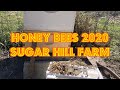 Sugar Hill Bees