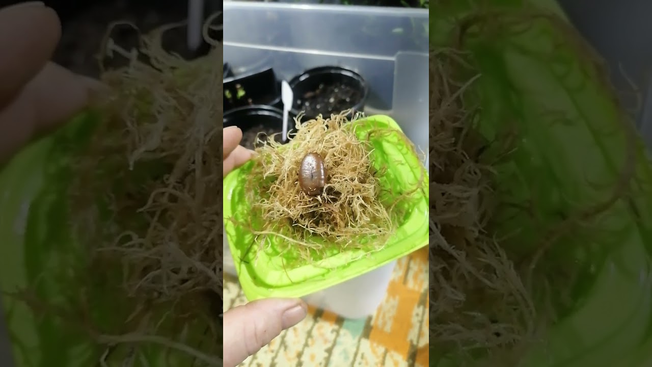 Азимина и хурма виргинка сажаю семена 