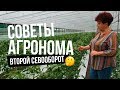 Второй севооборот. Как это выглядит?