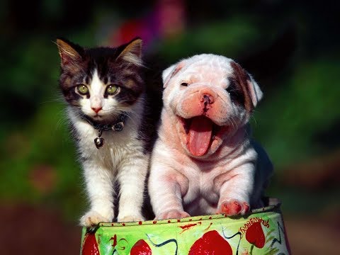 Как Научить ЩЕНКА ПЕТЬ PUPPY
