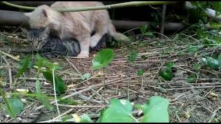 persian cat having sex with indian cat