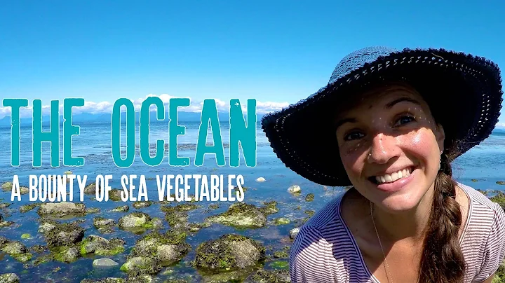 The Oceans Bounty of Sea Vegetables | with Herbalist Angela Willard | Harmonic Arts