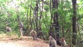 Malang Monkeys! #RaefIndonesia