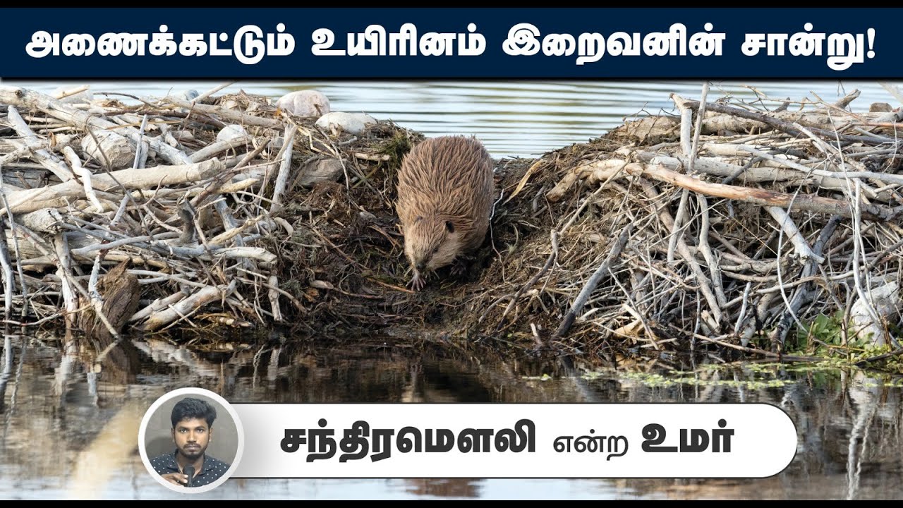 அணைக்கட்டும் உயிரினம் இறைவனின் சான்று!┇சந்திரமௌலி என்ற உமர்┇07-09-25┇Way to Paradise