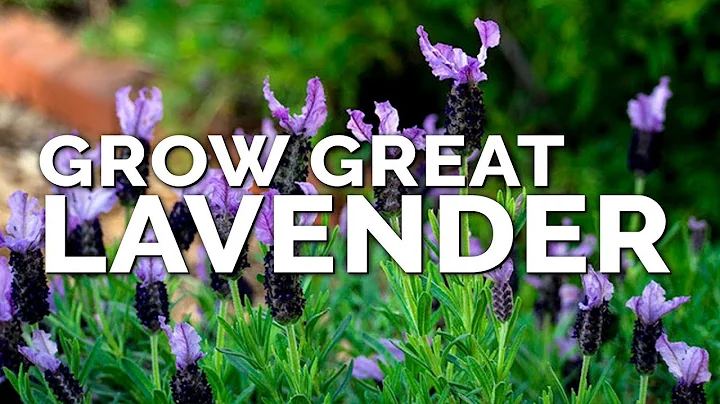 5 Tips to Grow Perfect Lavender - DayDayNews