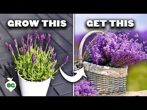 Video: Growing And Using Lavender In Design And Medicine