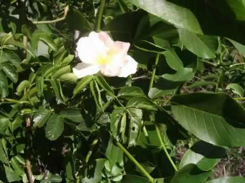 محلی خودمونی بسیار زیبا ودلنشین