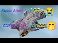 Falcon Attack My Pigeon 🕊️ 😭 ll ମୋ ପାରା 🕊️ ଉପରେ ବାଜ  ମାରିଲା 🤭