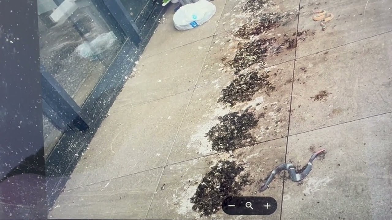 Stop Birds from Messing Up Your Property – Easy Solution!