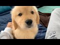 朝起きて、ゴールデンレトリバー子犬がいる幸せ