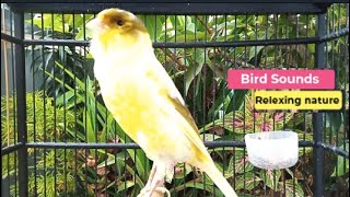 ?Canary Bird Sounds_Birds Singing Withhout Music, Relaxing Nature Sounds episode 348