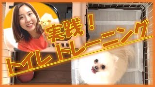 【トイレトレーニング】犬のしつけ実践動画！今回はトイレトレーニングです［ドッグトレーナー］