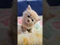 cute kitten