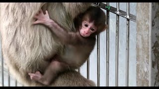 Monkey eating food through the fence by Baby Monkey J 764 views 4 months ago 1 minute, 56 seconds