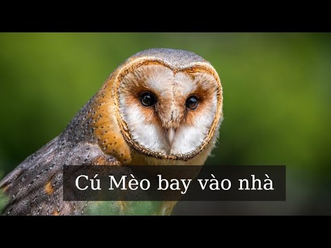 Chim cú mèo