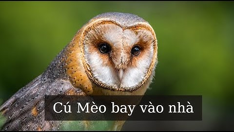 Chim cú mèo bay vào nhà Hên hay Xui? Làm gì khi cú mèo bay vào nhà