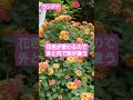 【花風景】ランタナ こぼれ種で旺盛に繁殖している花