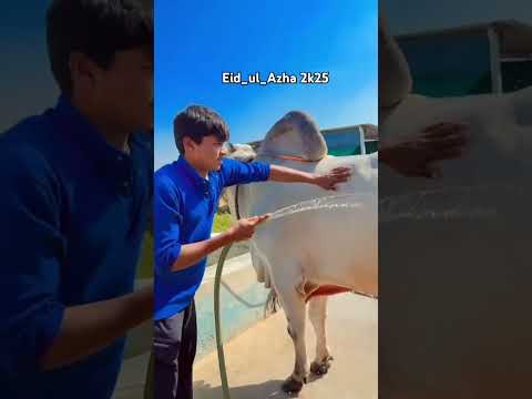 Eid Ul Azha 2025 Ready 2025 Mashallah Viralvideo Youtubeshorts
