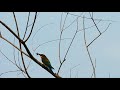 Burung Kirik Kirik Laut Makan Tawon