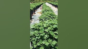 cập nhật tình hình phát triển của Cúc mâm xôi, hoa Tết 2024