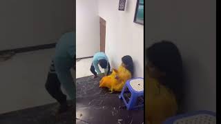 Saajanji Ghar Aaye Tik Tok By Niloy Alamgir & Mitil