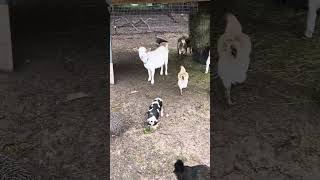 Month old KuneKune piglets ￼