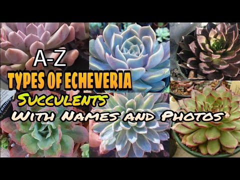 Video: Jenis Echeveria (32 Foto): Varietas 