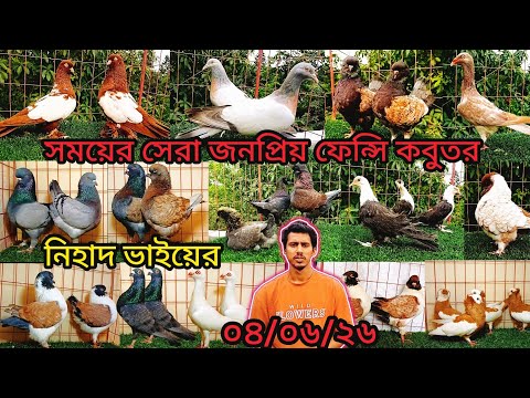 বর্তমান সময়ের জনপ্রিয় ফেন্সি কবুতর কিনুর নিহাদ ভাইয়ের | pigeon video | কবুতর |