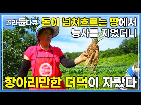 자연이 만든 선물같은 땅에 농사를 지었더니 항아리 만한 더덕이 자랐다│고랭지 <strong>더덕</strong> 농사│한국기행│#골라듄다큐
