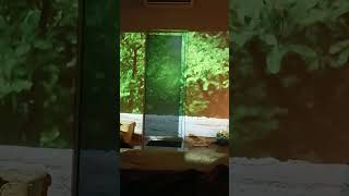 Puchiss favorite time of the day.@cat#petsvloging #viralvideo #catlover #catanimallover  #mycatvlog